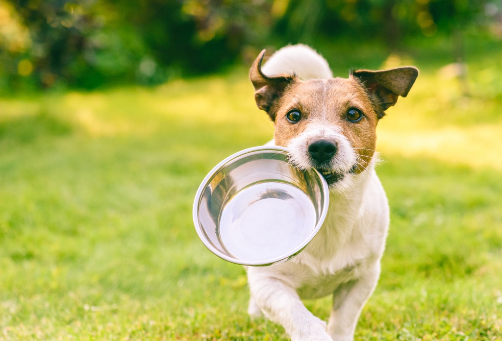 お皿をくわええらを求めて走ってくる飼い犬